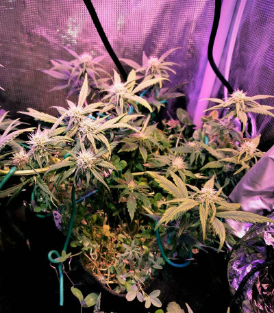 Семена сорта Red Dwarf auto fem