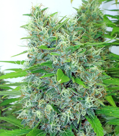 Семена сорта Kali Мist fem (Serious Seeds)