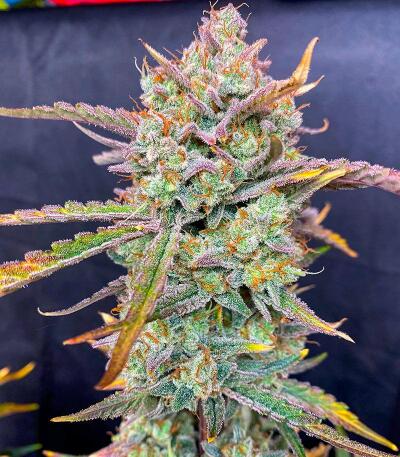 Семена сорта Peach Crescendo Auto RF3 fem (Ethos Genetics)