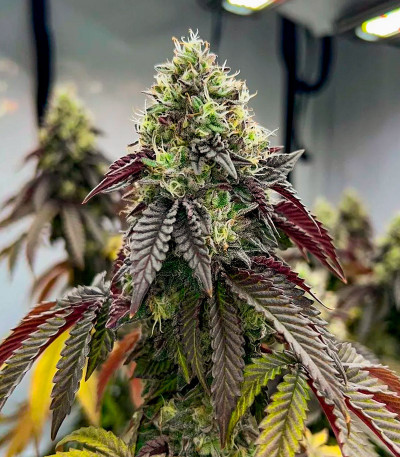 Семена сорта Polar Gelato Auto fem (Silent Seeds)