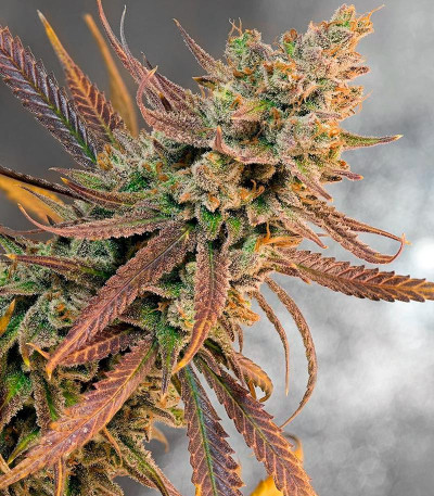 Семена сорта Super Lemon Haze fem (Green House Seeds)