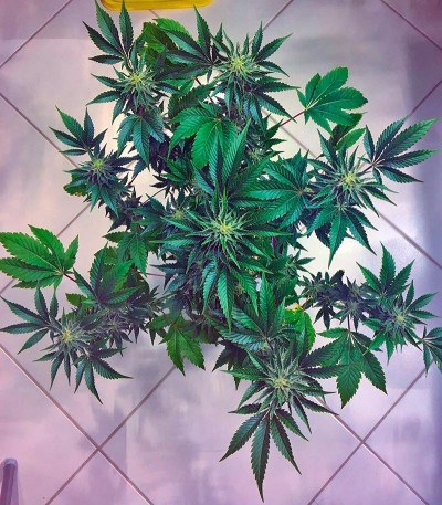 Семена сорта White Rhino fem (Nirvana Seeds)