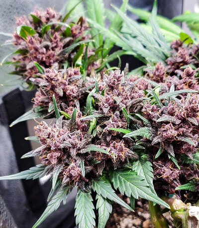 Семена сорта Purple Lemonade FF fem (FastBuds)