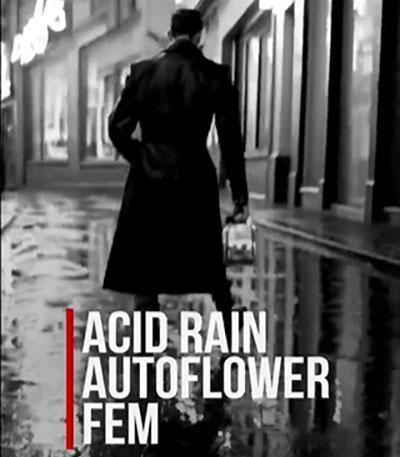 Семена сорта Acid Rain Autoflower (LSD) fem (Easy Grow Seeds)