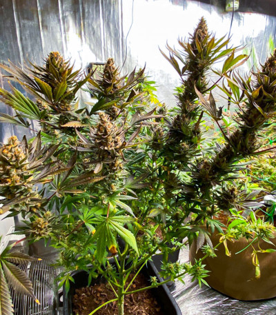 Семена сорта Bruce Lemon Diesel fem (Dutch Passion)