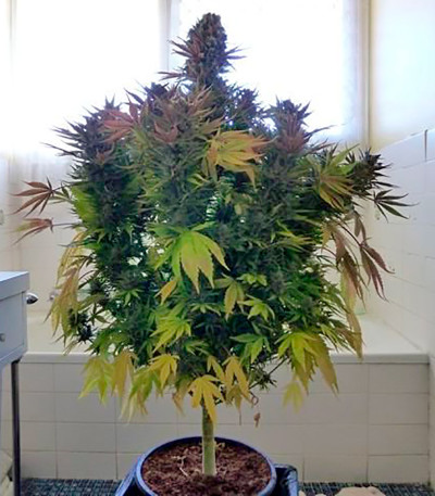 Семена сорта Ice fem (Nirvana Seeds)