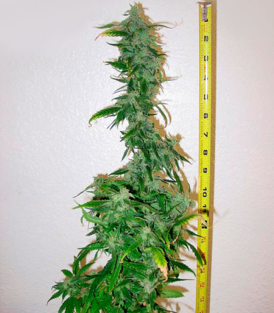 Семена сорта Mob Boss fem (Anesia Seeds)