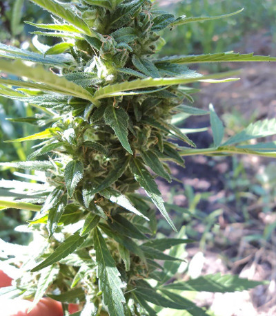 Семена сорта Niagara Auto fem Doctor’s Choice