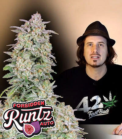 Семена сорта Forbidden Runtz Auto fem (FastBuds)