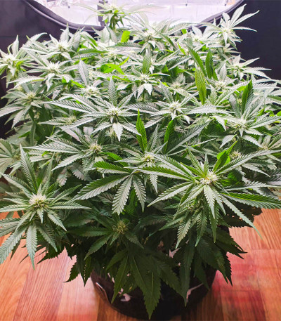 Семена сорта Power Plant X fem (Семяныч)