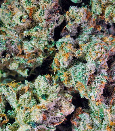 Семена сорта Pure Kush fem (Green House Seeds)