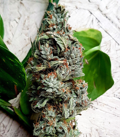 Семена сорта Gorilla Fast Version fem (Семяныч)