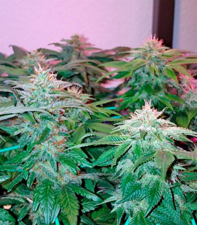 Семена сорта Afgooey fem (Strain Hunters)