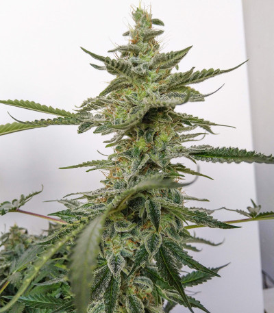 Семена сорта Auto Brooklyn Sunrise fem (Dutch Passion)