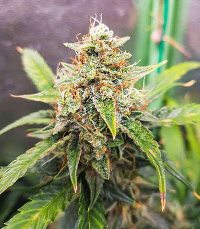 Семена сорта Auto Skywalker Haze fem (Dutch Passion)