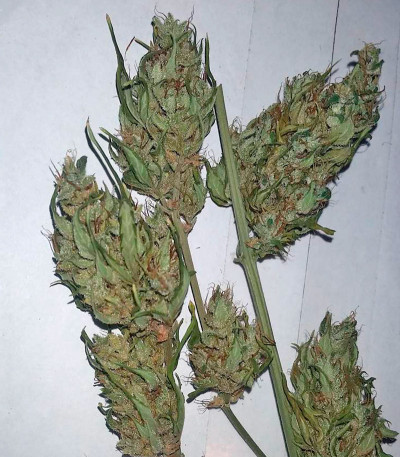 Семена сорта Dedoverde Haze fem