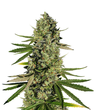 Семена сорта Dos-Vi-Dos fem (Семяныч)