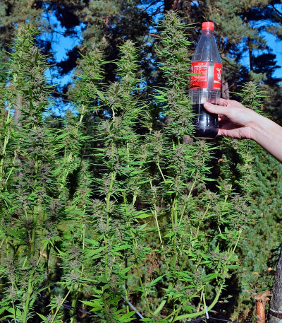 Семена сорта Frisian Dew fem