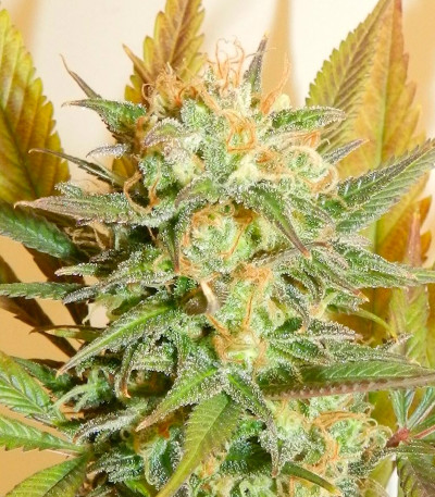 Семена сорта High Level fem (Eva Seeds)