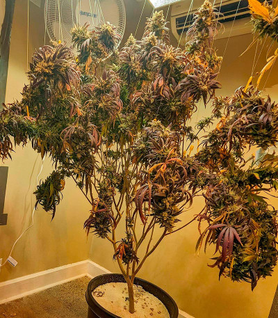 Семена сорта Jamnesia Haze fem (Dr. Krippling Seeds)