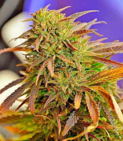 Семена сорта Krystalica reg