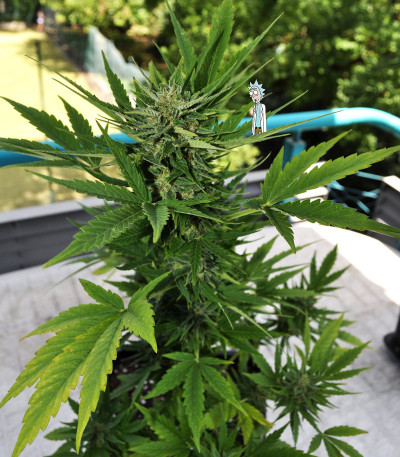 Семена сорта Lowryder Auto fem (Doctor's Choise)