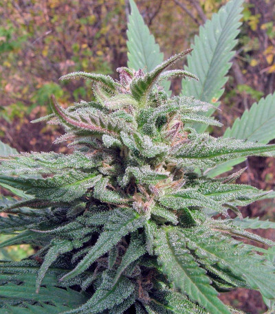 Семена сорта Opium fem (Paradise Seeds)