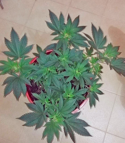 Семена сорта Pakistan Valley fem (World of Seeds)