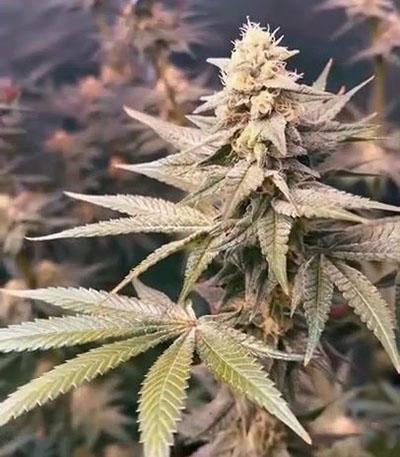 Семена сорта Black Cherry Gushers fem от Barney's Farm