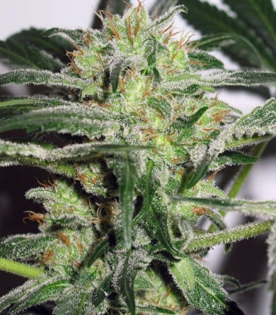 Семена сорта Auto White Widow x Big Bud fem (Female Seeds)