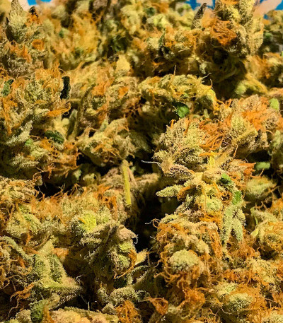 Семена сорта Bubba Cookies Auto fem (Семяныч)