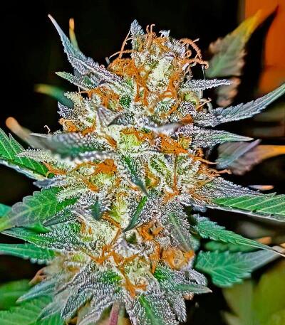 Семена сорта Dos-Vi-Dos 33 fem (Семяныч)