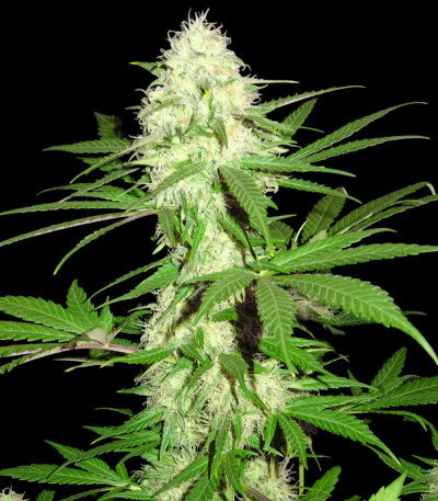 Семена сорта Sumo's Big Bud fem (Sumo Seeds)