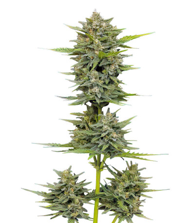 Семена сорта Vanilla Latte Auto fem от Humboldt Seed Company