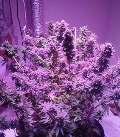 Семена сорта Auto White Widow x Big Bud fem (Female Seeds)