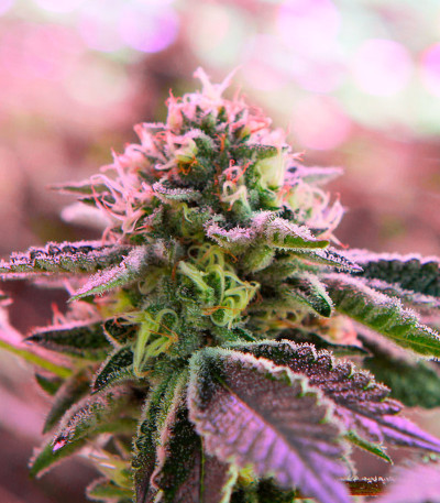 Семена сорта RS 11 x Banana OG fem от Barney's Farm