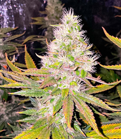 Семена сорта San Bacio Burger fem (Advanced Seeds)
