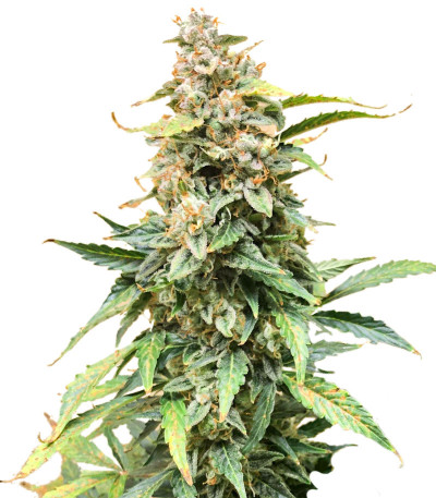 Семена сорта Northern Lights Auto fem (Семяныч)