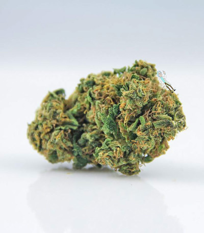 Семена сорта La Blanca Gold fem (Vision Seeds)