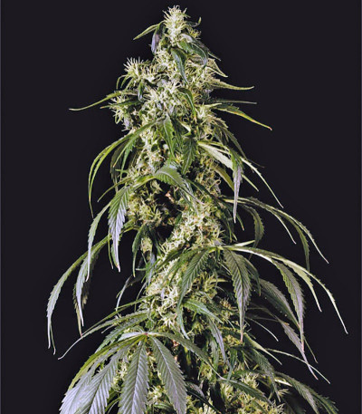 Семена сорта Arjan's Haze #1 fem