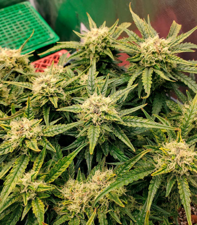 Семена сорта Bruce Banner Auto fem