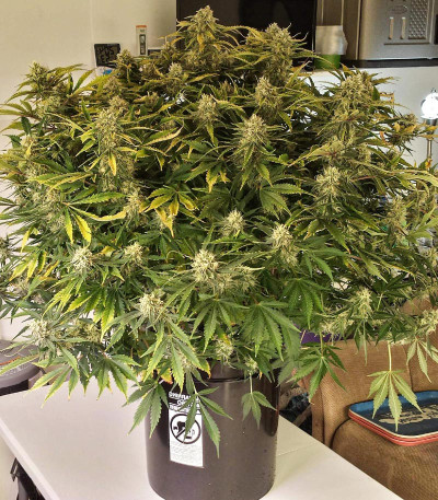 Семена сорта Grapefruit auto fem (FastBuds)