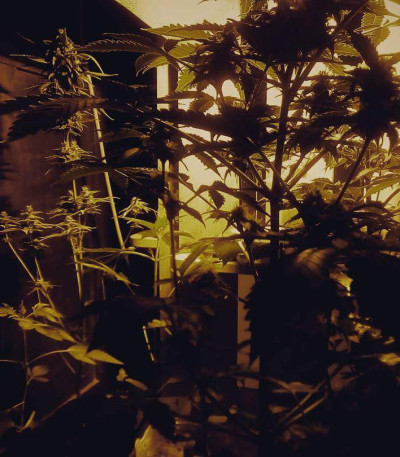 Семена сорта Lowryder Auto Fem (Vision Seeds)