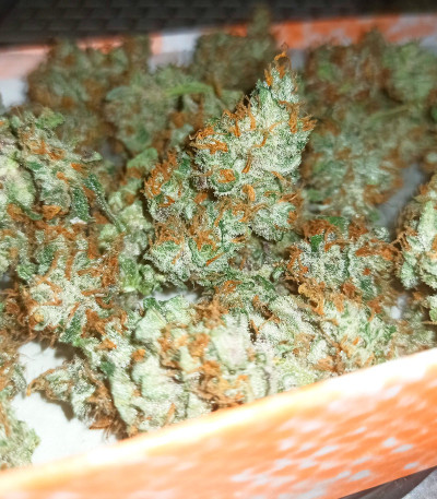 Семена сорта Wedding Glue Auto fem (FastBuds)