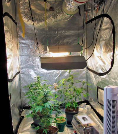 Семена сорта Big Devil Auto fem (Sweet Seeds)