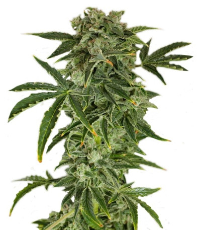 Семена сорта Haze Autoflowering fem (Dinafem Seeds)