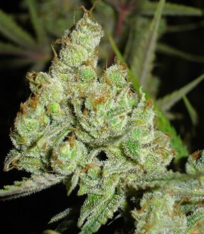 Семена сорта 1024 fem (Medical Seeds)