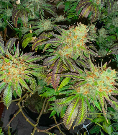 Семена сорта Orange Creampop fem (Humboldt Seed Company)