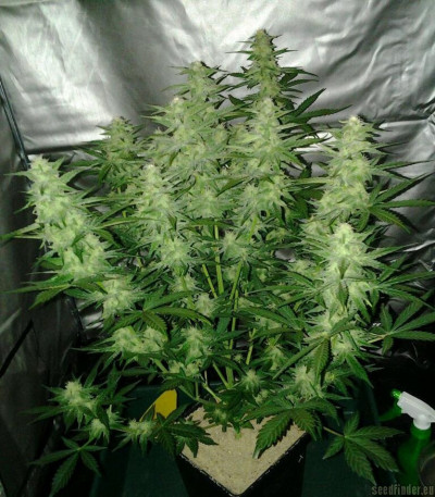 Семена сорта Royal Cheese Automatic fem (Russian Queen Seeds)