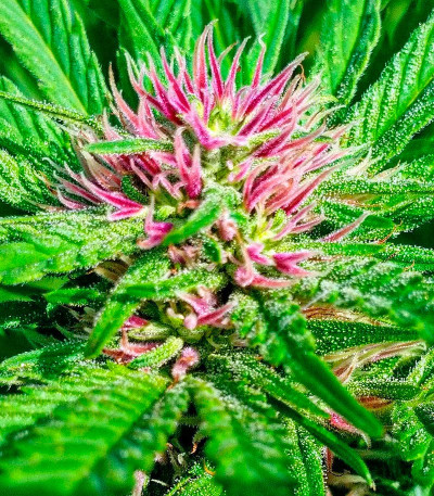 Семена сорта Serious 6 reg (Serious Seeds)